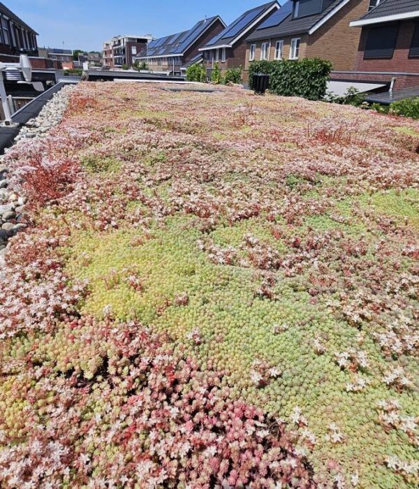Sedum dak aanleggen: alle voordelen, nadelen, kosten en tips op een rij